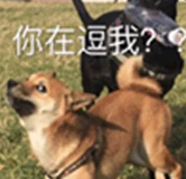 河南应届毕业生可以报考选调生吗,应届毕业生可以考几次选调生