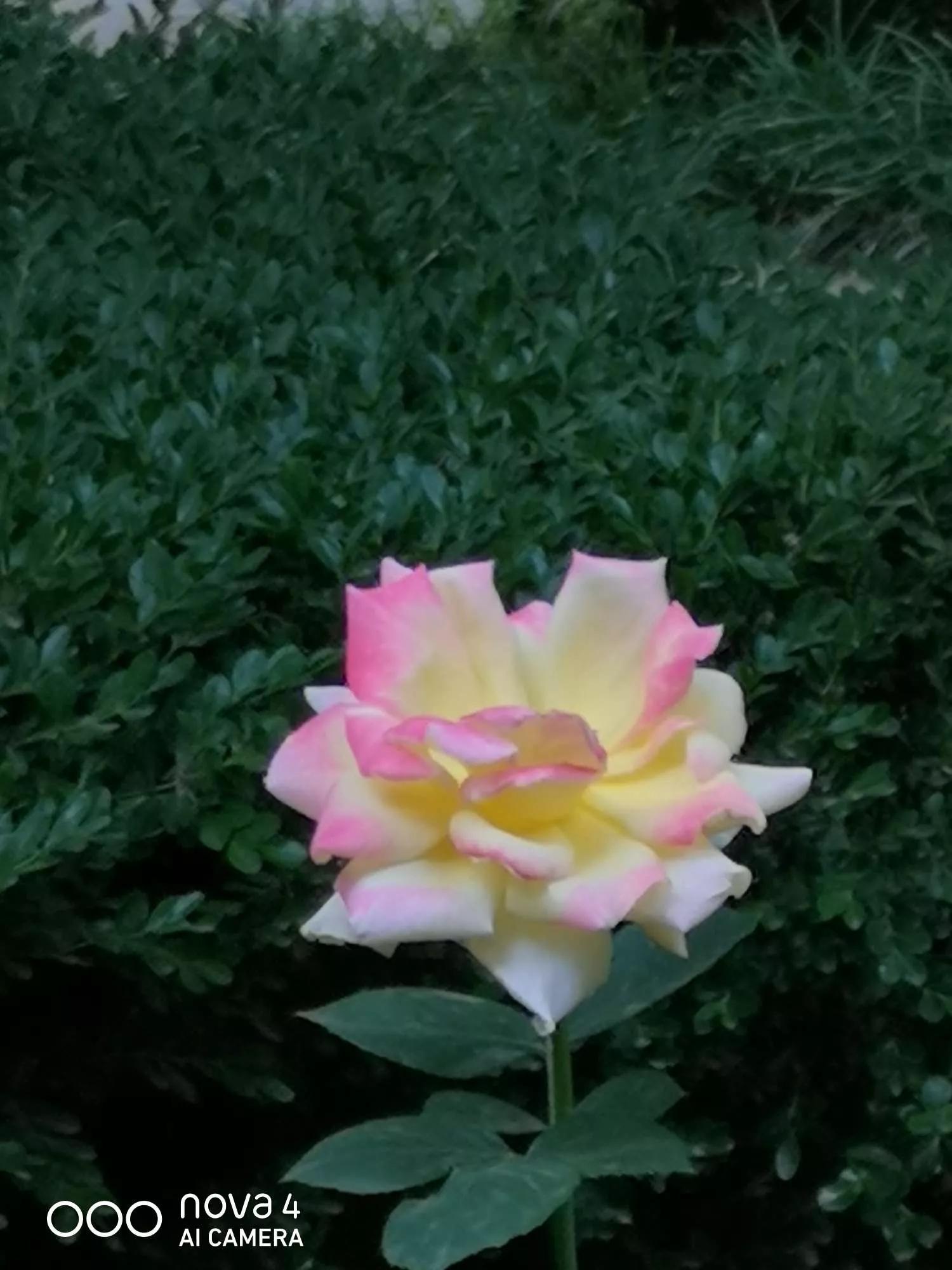 夏花开得最标准的月季花品种,月季色彩艳丽千姿百态