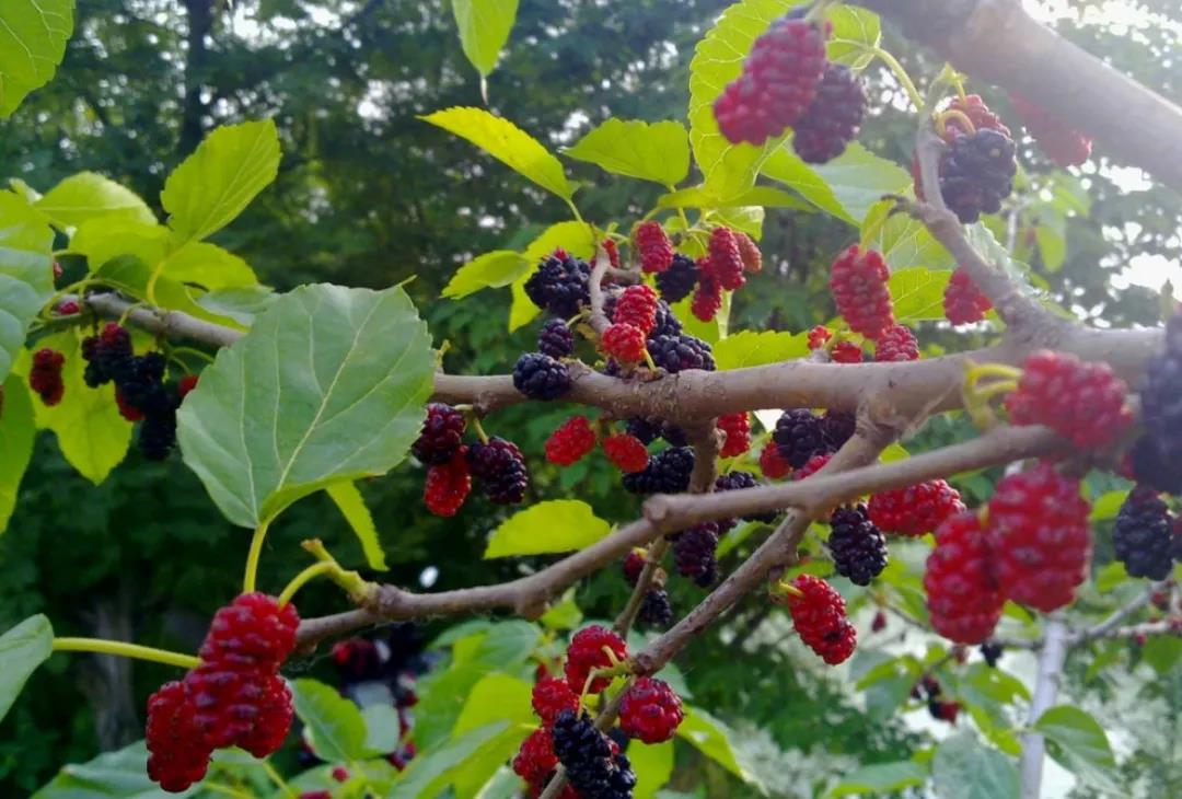每日一味药桑白皮,与桑白皮有关的中药配方