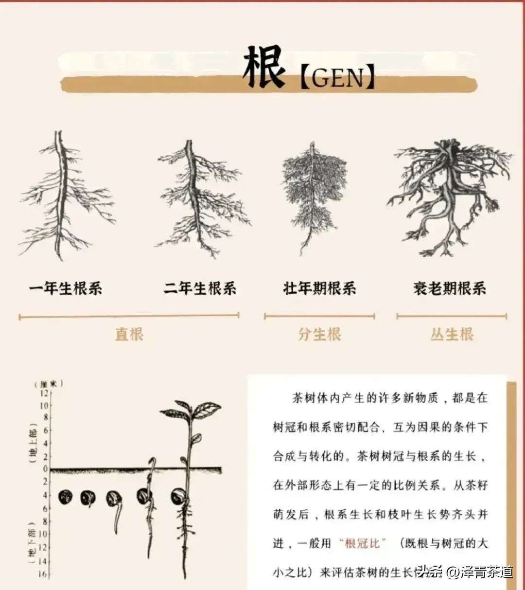 茶树为什么多生“南”而不生“北”？