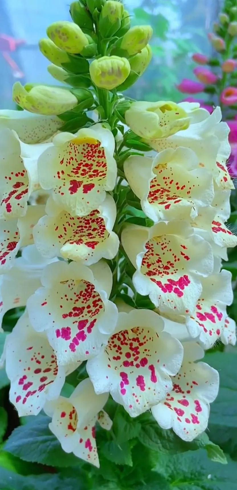 好养眼的花图片,让人惊艳的花草图片