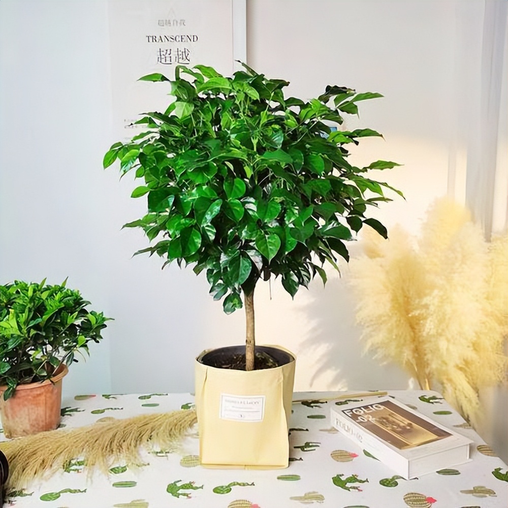 客厅见树家兴人旺6种吉利树好养,大厅门前放什么树最好最吉利