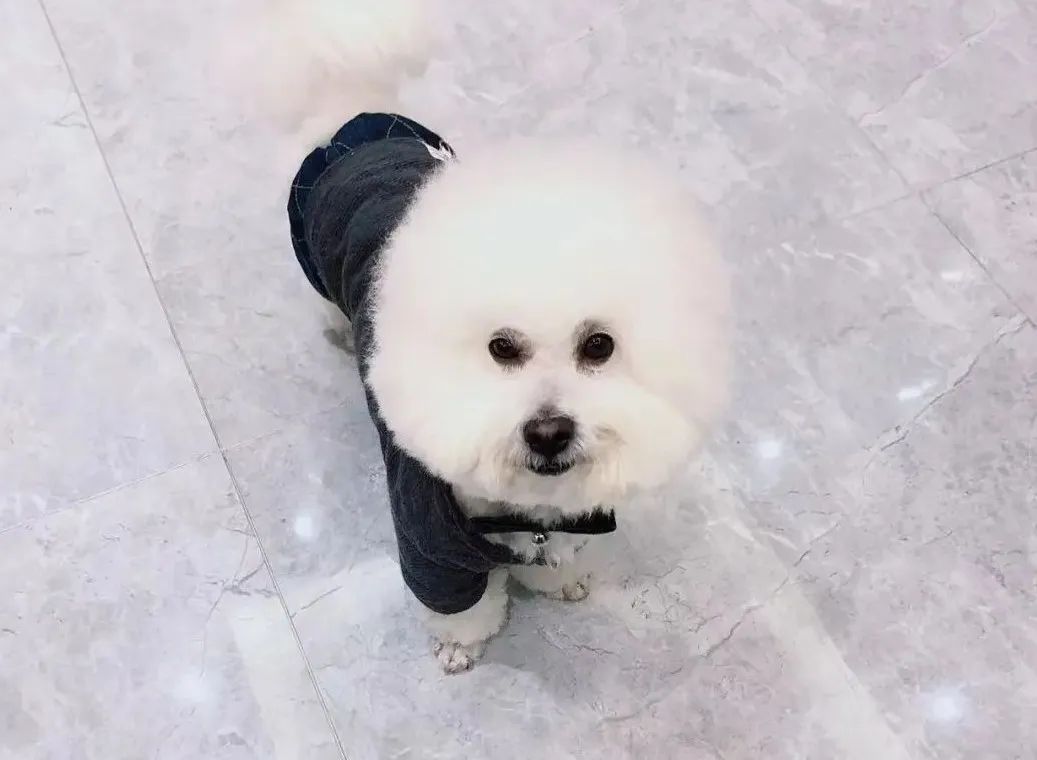 毛毛宠城堡新宠：吉米｜一只小狗的幸运之神，是妈妈呀