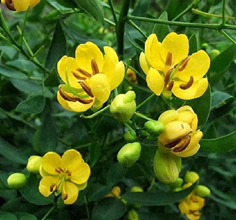 “蛇灭门”到底有多神奇？揭秘老人口中的杀蛇神器！