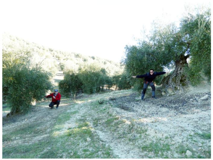 西班牙产出优质的橄榄的地理条件,橄榄种植历史