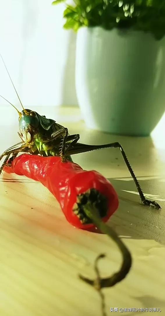 昆虫总动员壁纸,青草昆虫壁纸