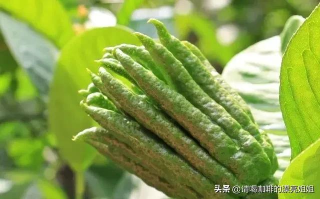 云南天皓庄园,云南天皓咖啡豆