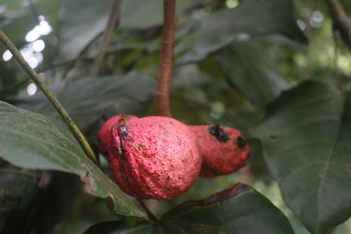 藤黄水果,藤黄科的水果有哪些