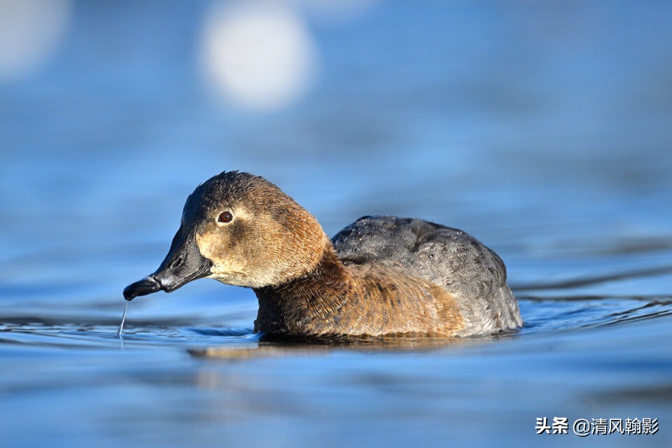 z9拍鸟照片,z9相机购买攻略