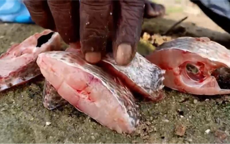 印度奇葩的真实情况,印度50张奇葩图片