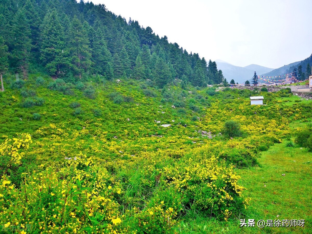 冬季风寒感冒中成药,治疗春季风寒感冒小妙招