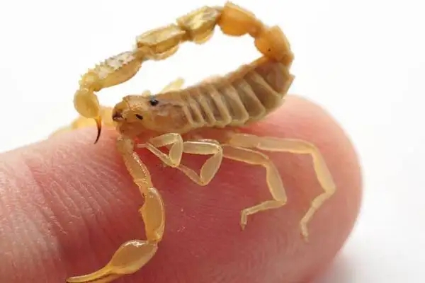 为什么许多人害怕壁虎？难道它真的有毒？