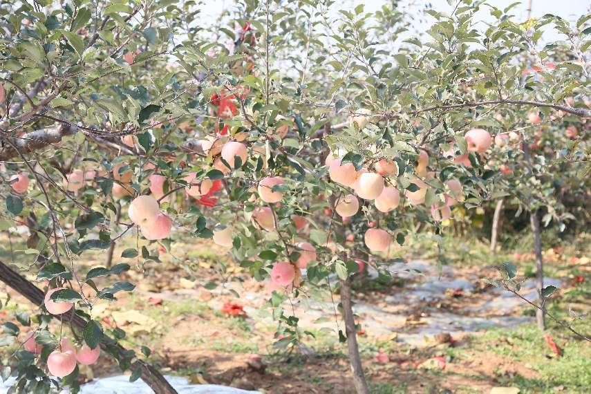 苹果根腐病不要慌，一文了解发生的原因及防治方法！