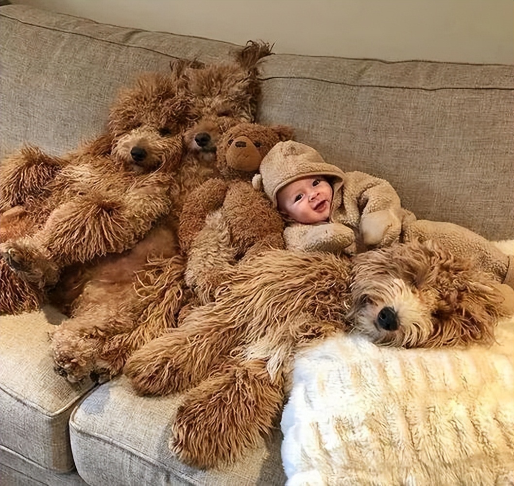 泰迪到底能不能养,为什么说泰迪很不好养呢