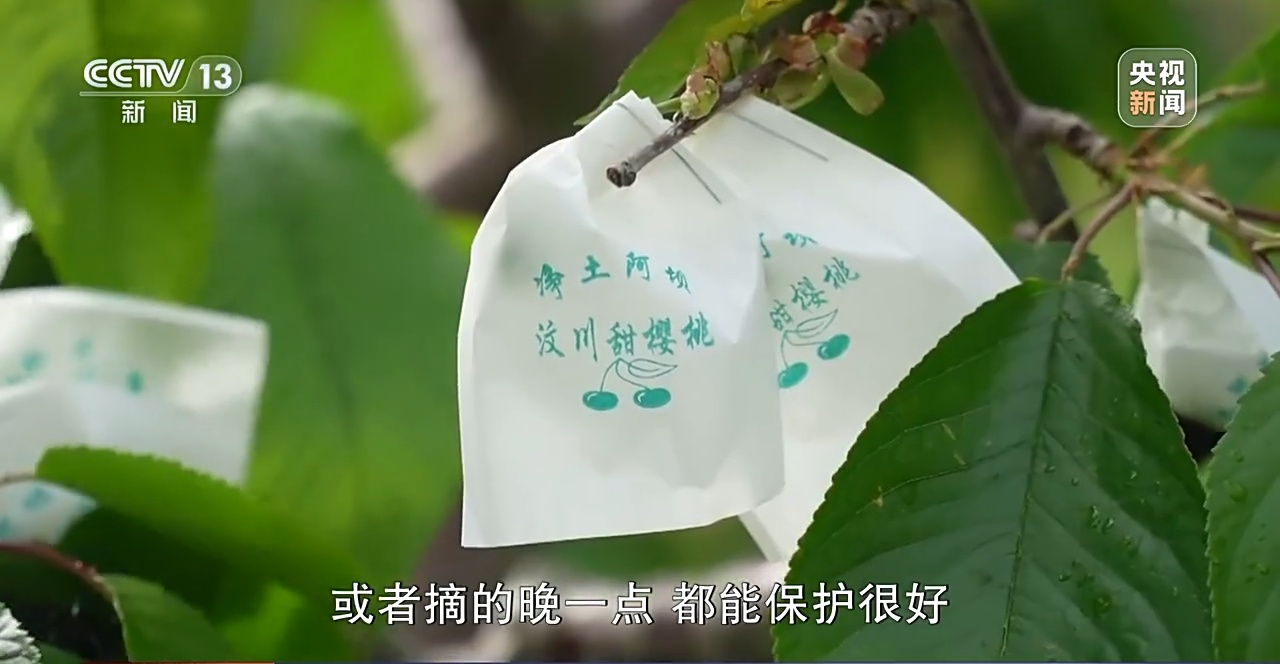 汶川大地震活下来卖樱桃的男孩,2008汶川地震活下来的人