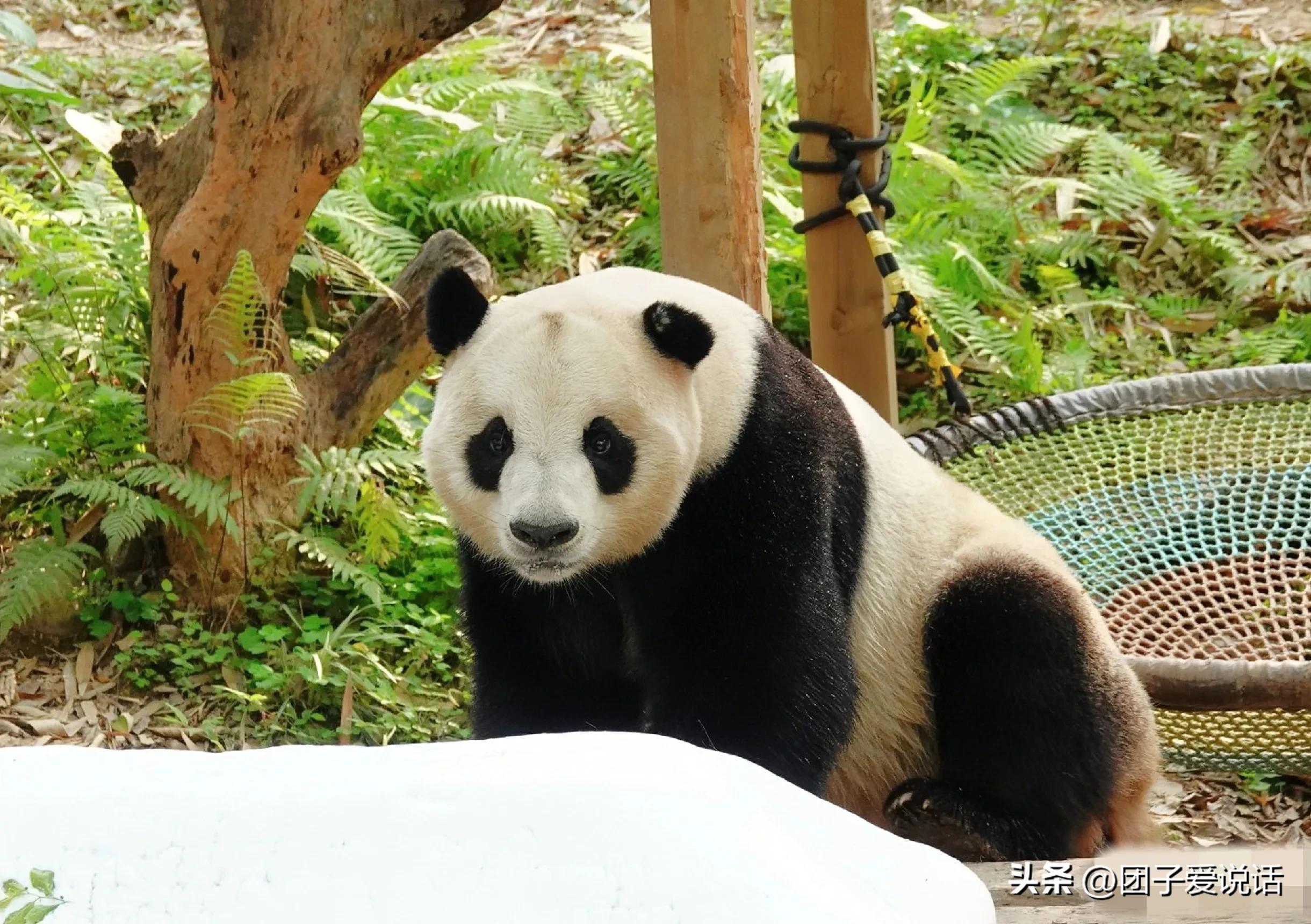 广东广州长隆动物世界看大熊猫,认识成都大熊猫