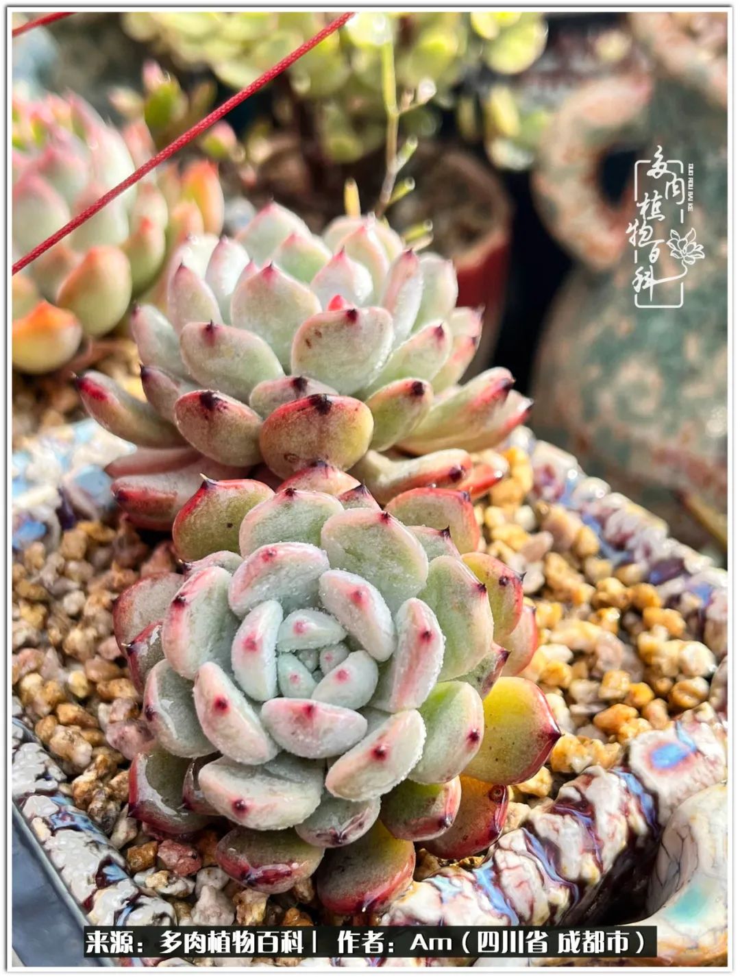 人间四月芳菲尽不负春光不负你,人间四月芳菲尽问春归何处