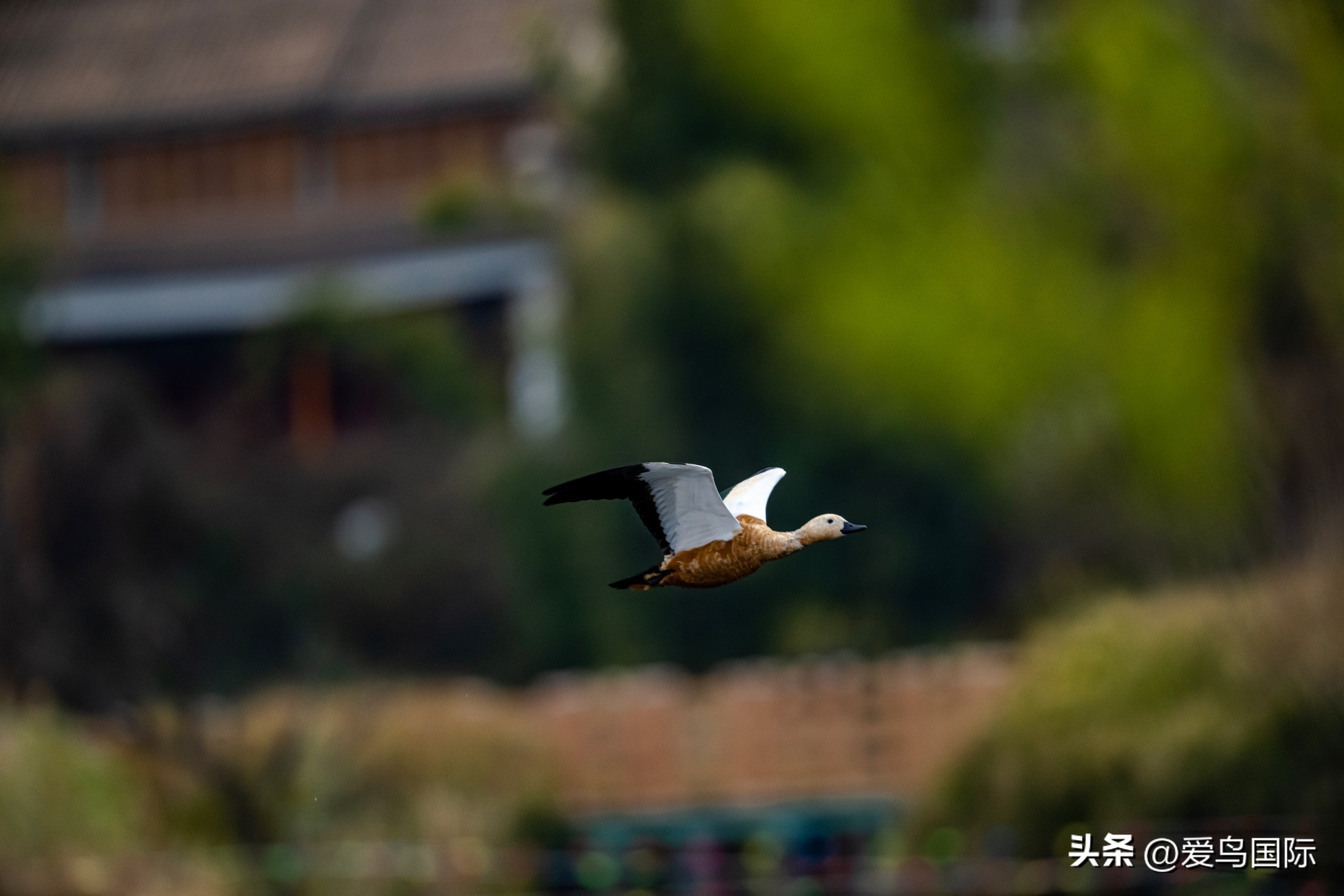 Alpha 1鸟种“加新”之旅 索尼云南拍鸟活动手记