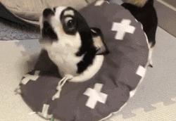 弃养率最高的8种狗,弃养率高的十种狗