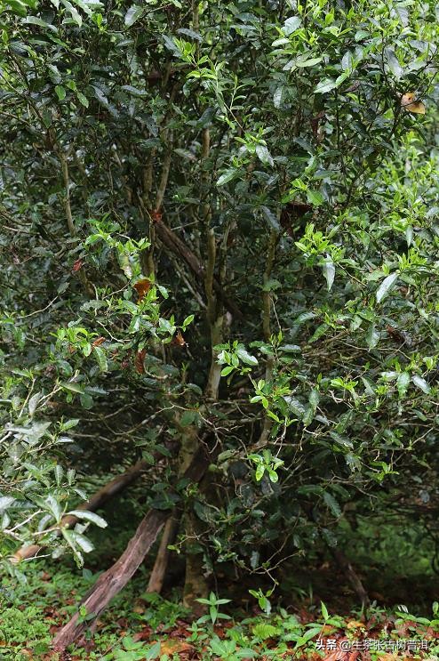 普洱兰花香是啥味,普洱茶兰花香是什么意思