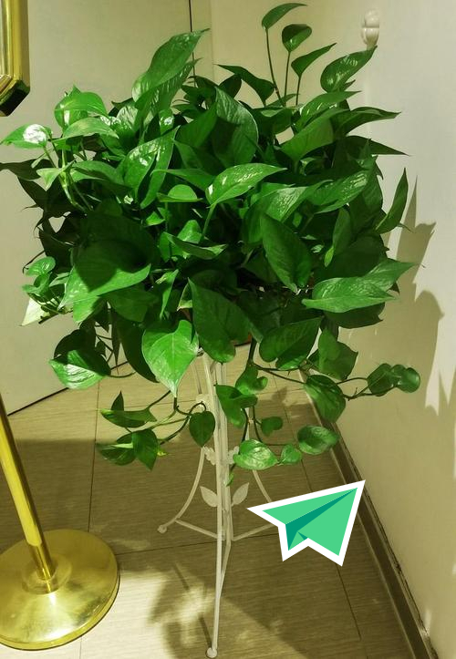 家里光照不足建议养这10种耐阴花,阴暗无光角落适合养什么花