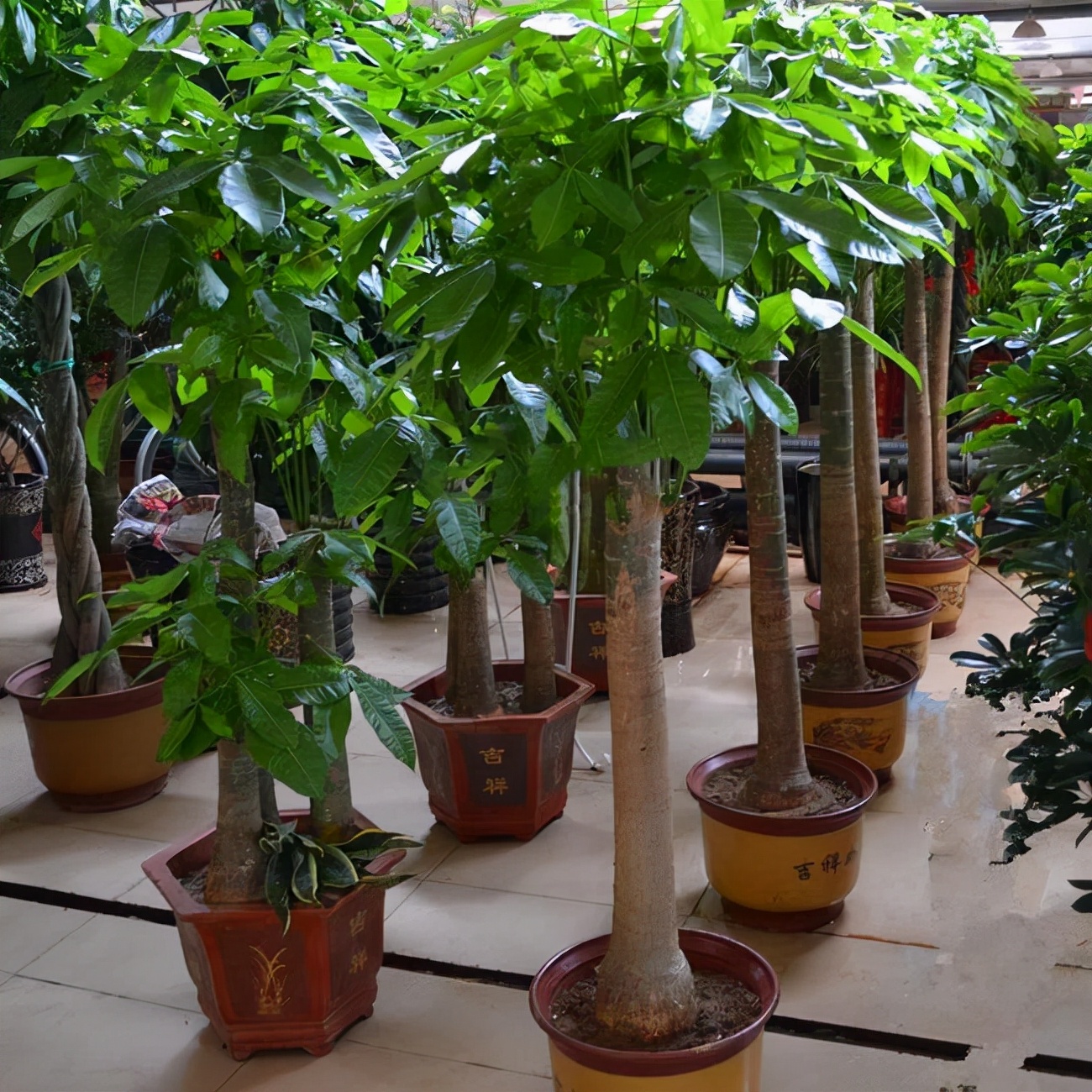 养在家里富贵花有哪些品种,盆栽富贵花怎么种植最好