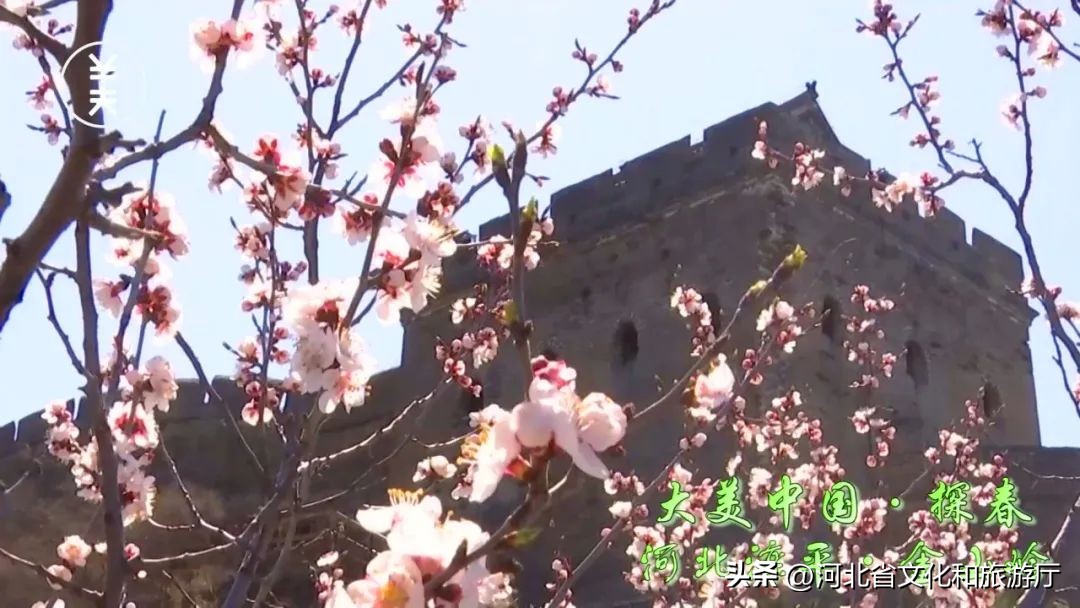 滦平金山岭杏花节,5.1长城旅游视频