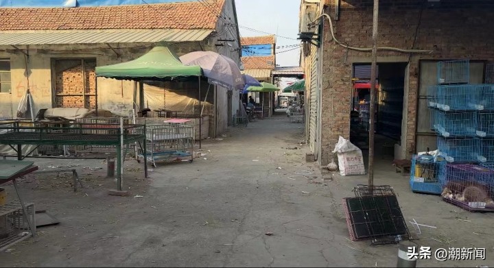 宠物线上代购主播的一出“好戏”背后圈套：谁演得好谁就赚得多