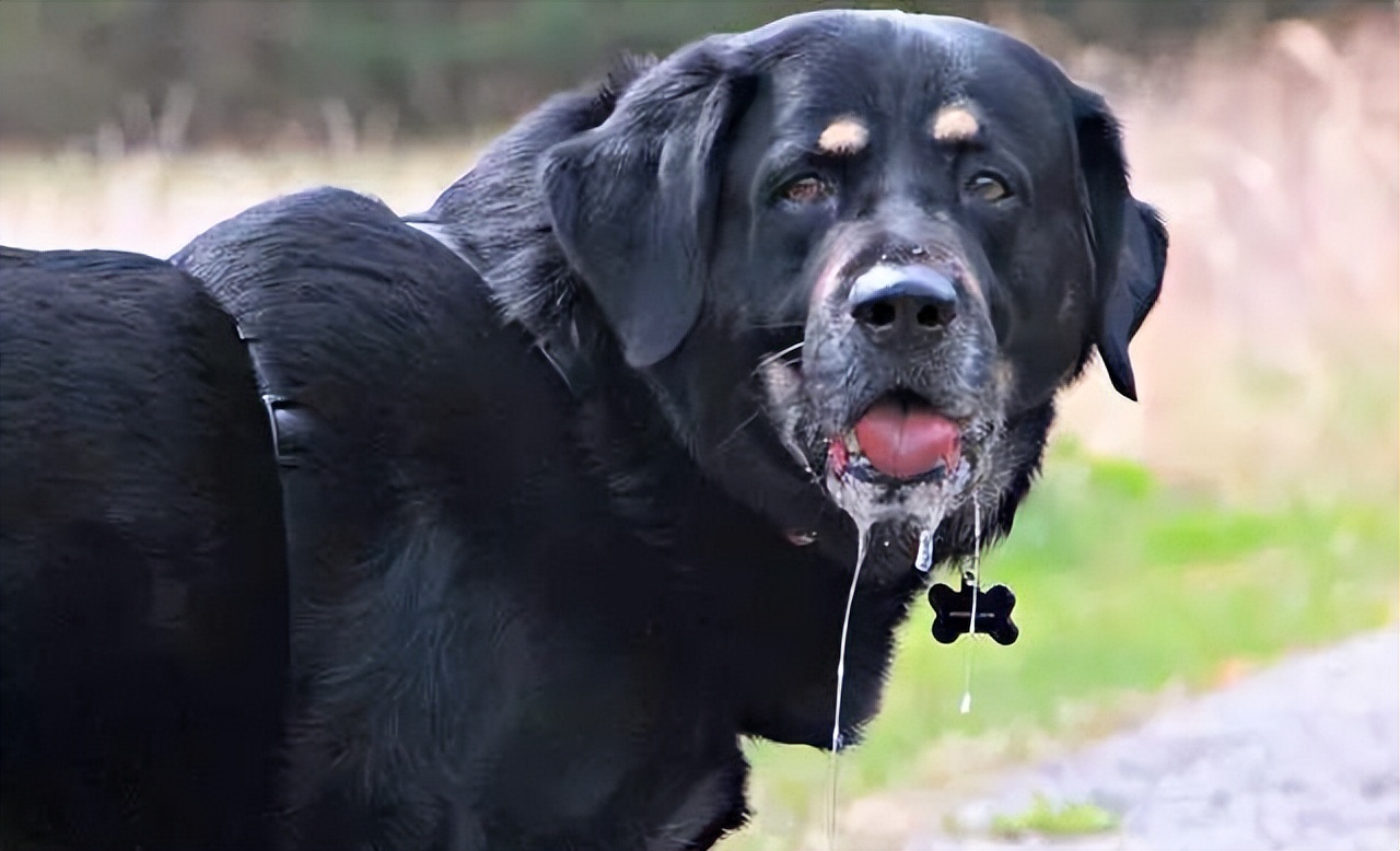 狗狗有哪些表现是精神病,狗狗玩不小心咬到是狂犬病吗