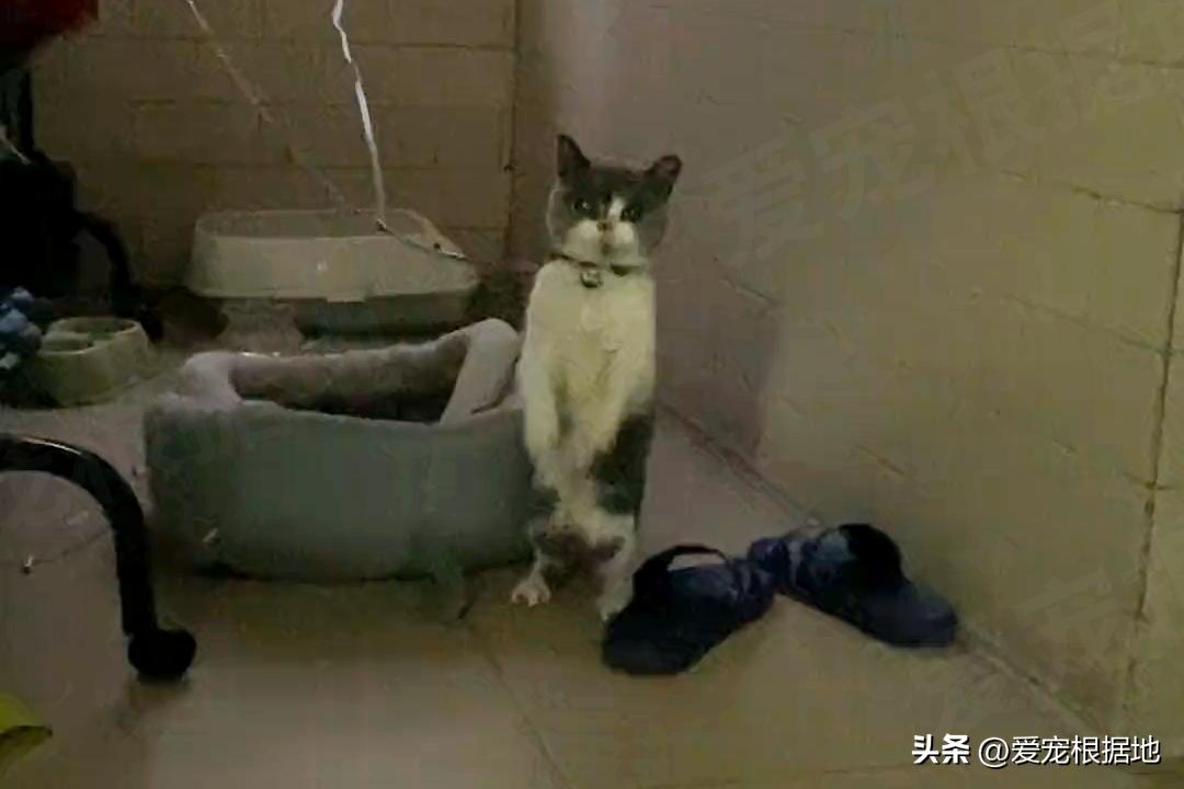 被主人拴着的猫,被邻居拴在楼道的小猫咪
