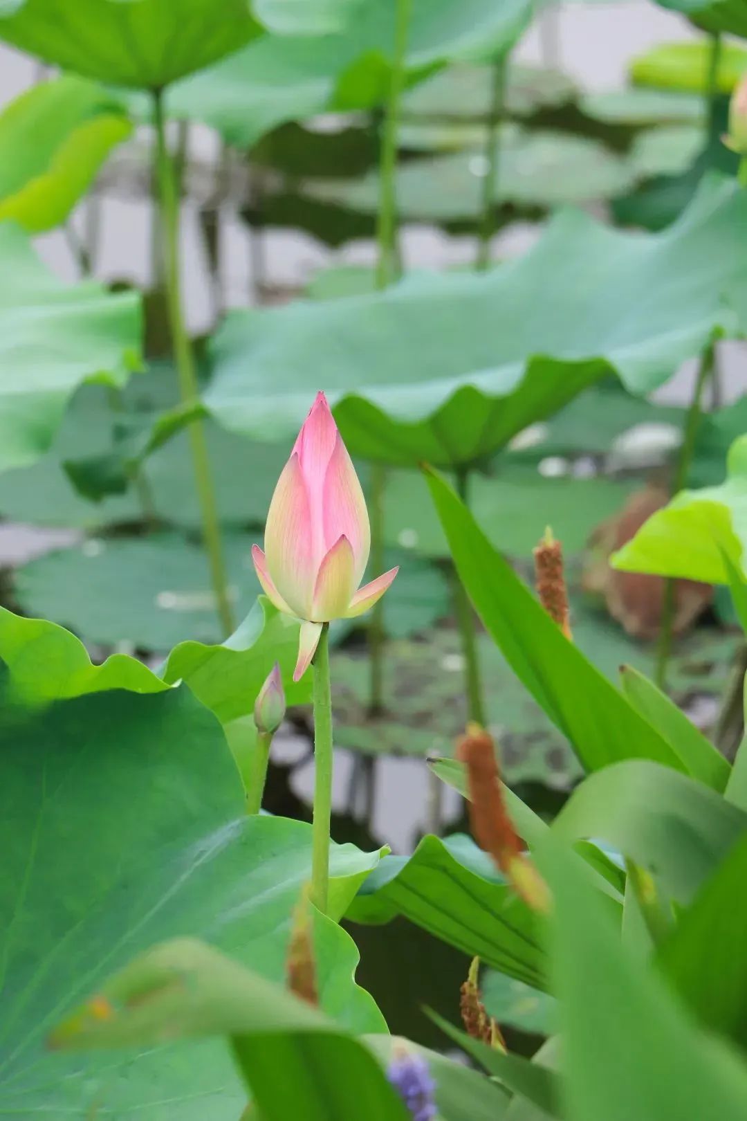 荷你有约环创,荷你有约完整视频