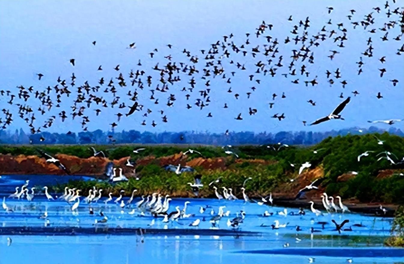 蛇岛生态链惊现老鼠吃蛇,2万条蛇成口粮引关注
