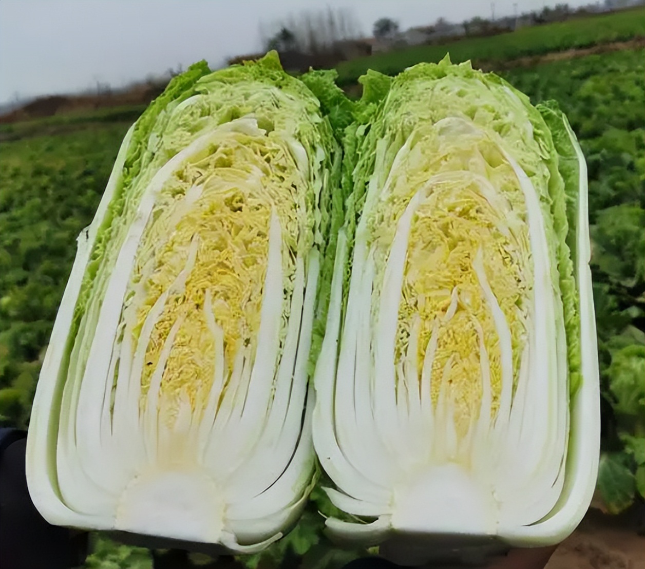 盛夏吃八素，无拘又无束，吃这7素，补水补维C，舒服过夏天