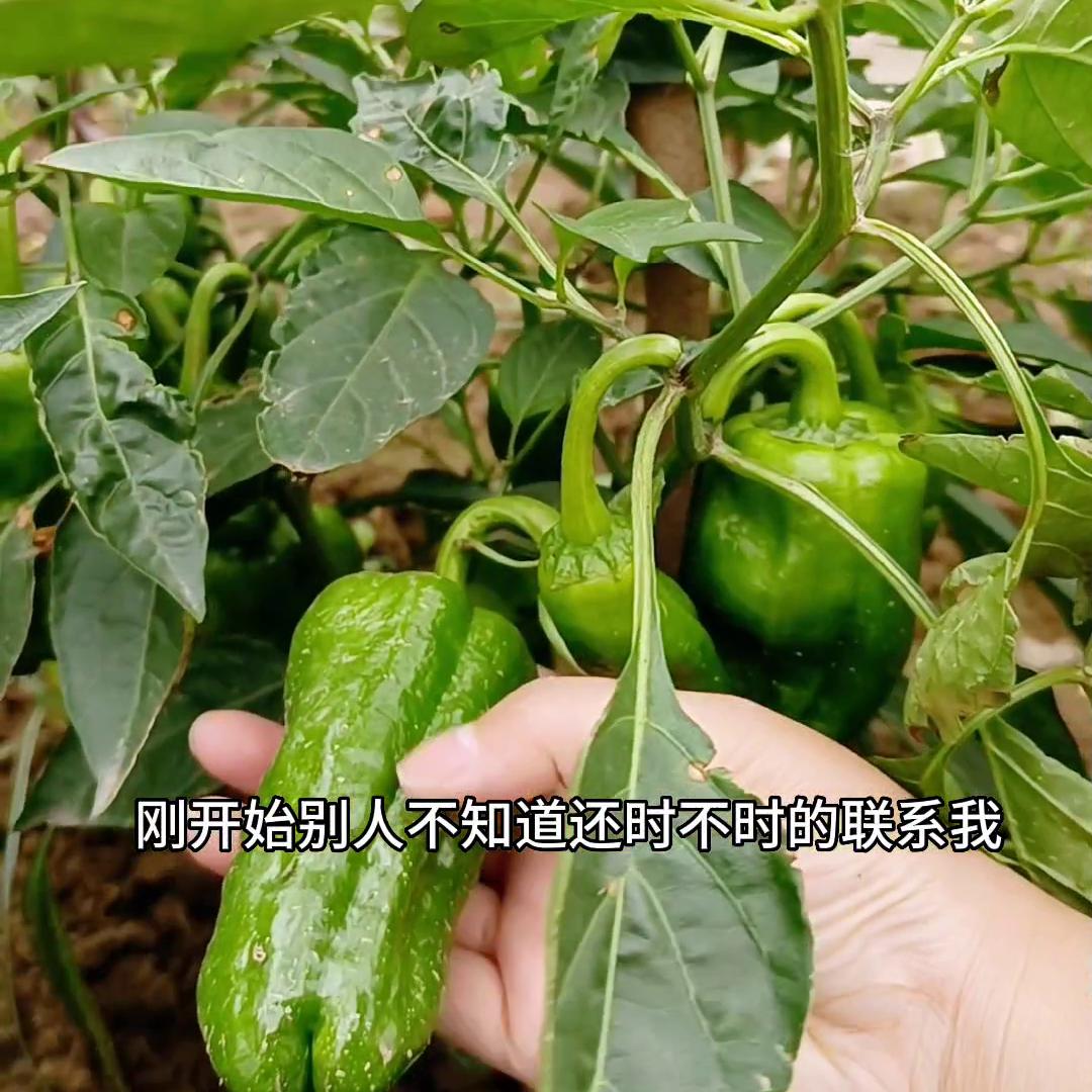 不上班在农村能干啥,在农村不上班不生娃的日常