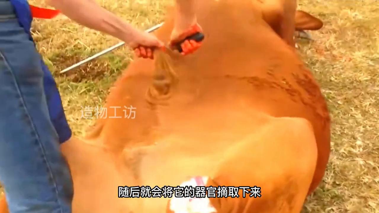 见识一下外国人剥牛皮,不用刀剥牛皮全过程