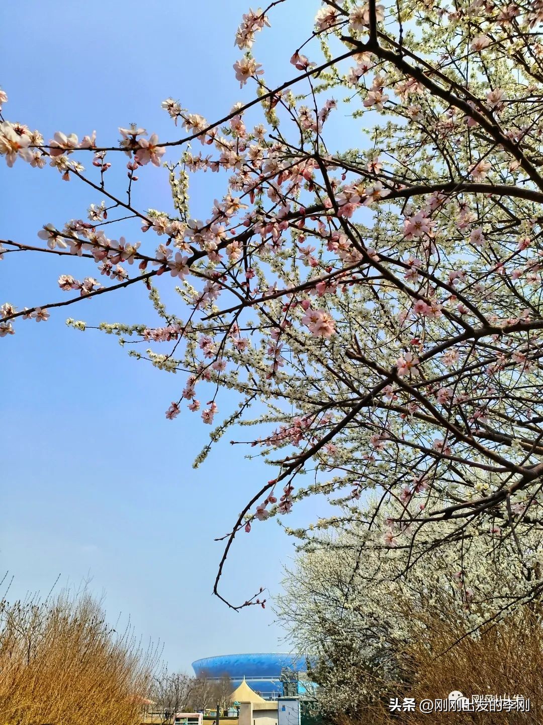 去大连看桃花是在几月份,大连哪里适合看金丝桃花