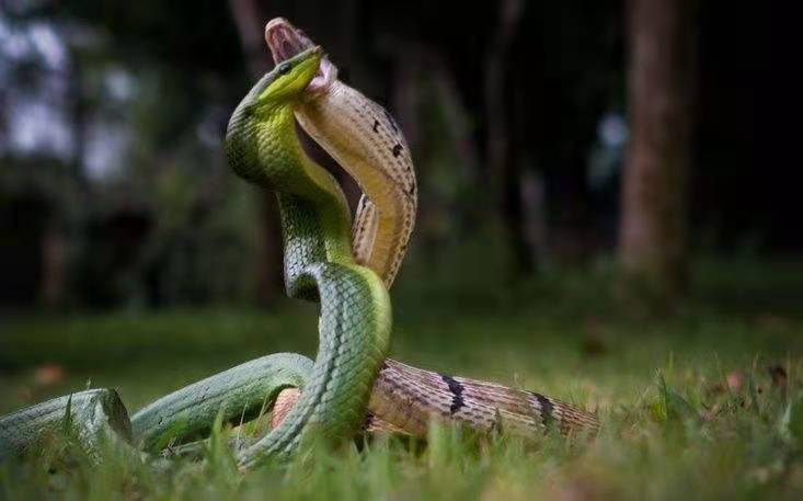 全球第一毒蛇在中国莽山烙铁头,最稀有的毒蛇莽山烙铁头