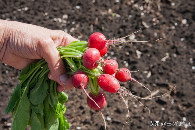 怎样种植的樱桃萝卜又脆又甜,北方露地樱桃萝卜种植时间和方法