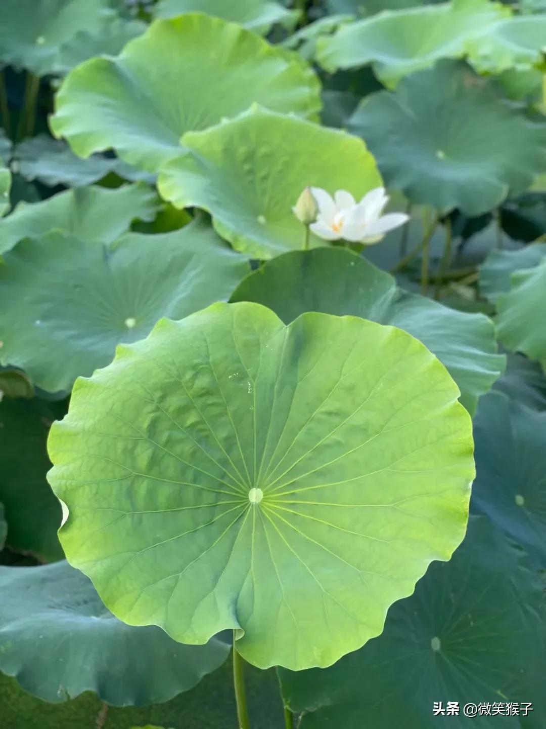 城市里的氧吧,广州番禺莲花山旅游区