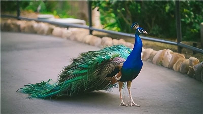 为什么kpi要遵循四种原则,kpi与制度