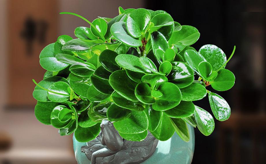 5种花是懒人养花首选,人养花花养人适合室内养的6种花