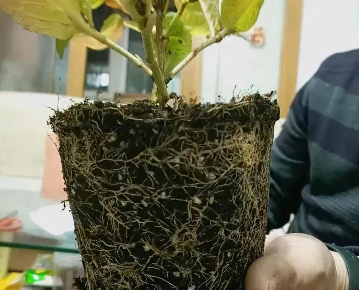 绣球花期一般多久,绣球花期后什么时候修剪