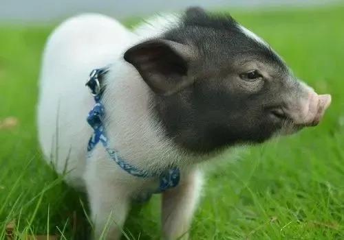 十大新晋新奇萌宠，您了解多少？