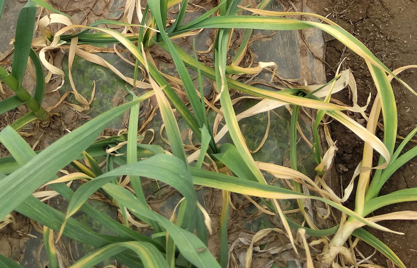 有关粗心酿大错的例子,小麦打除草剂中毒叶子发黄怎么办