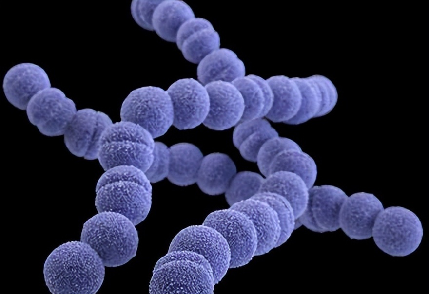 吡螨胺对以掌肢新米虾、泉膀胱螺和金鱼藻为主的生态系统的影响