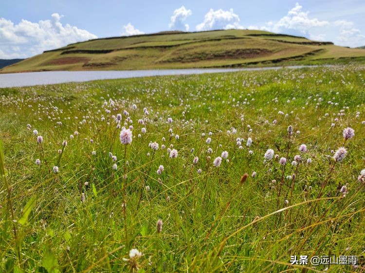 蓝天白云绿草间,蓝天白云草原绿草茵茵风景秀丽