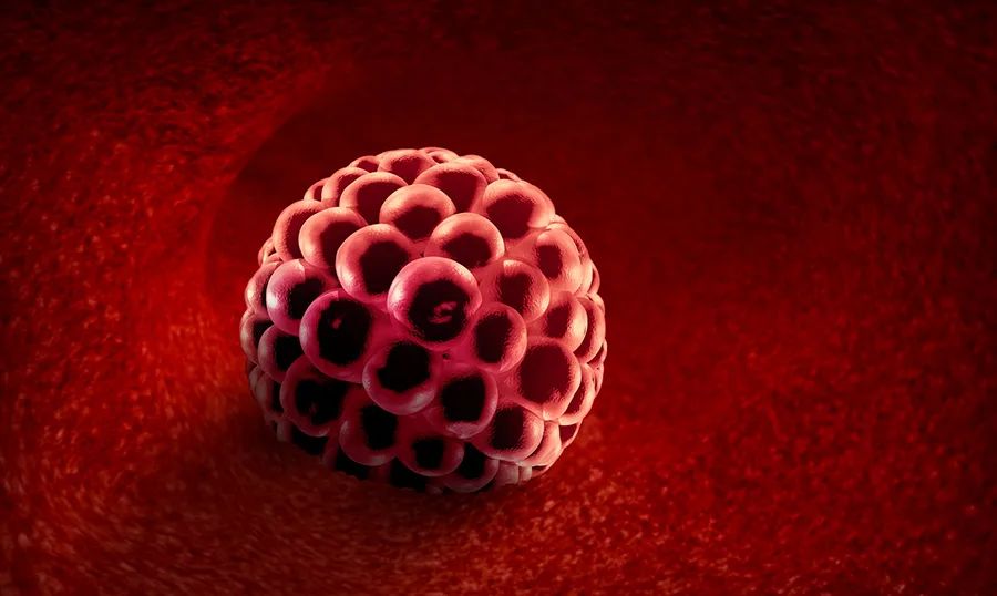 取完卵后多久知道胚胎发育情况,取很多卵但无优质胚胎是什么原因