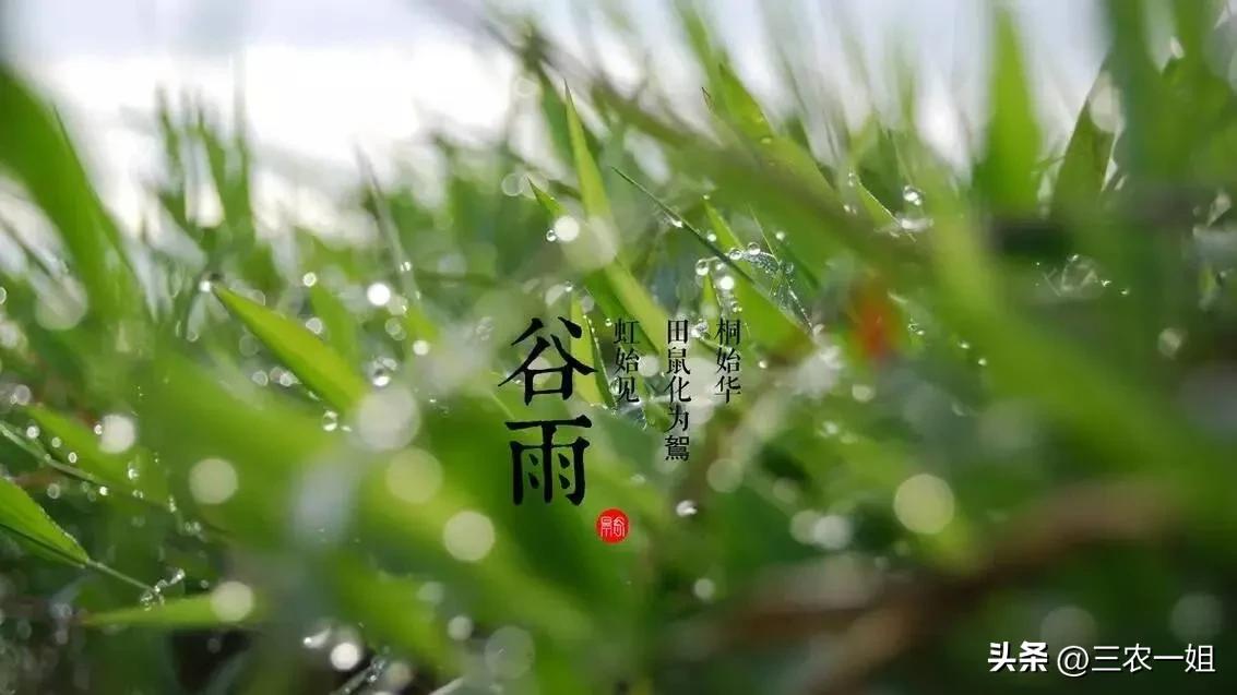 明日三月初一谷雨，“谷雨在月头，寡妇不用愁”，今年收成好吗