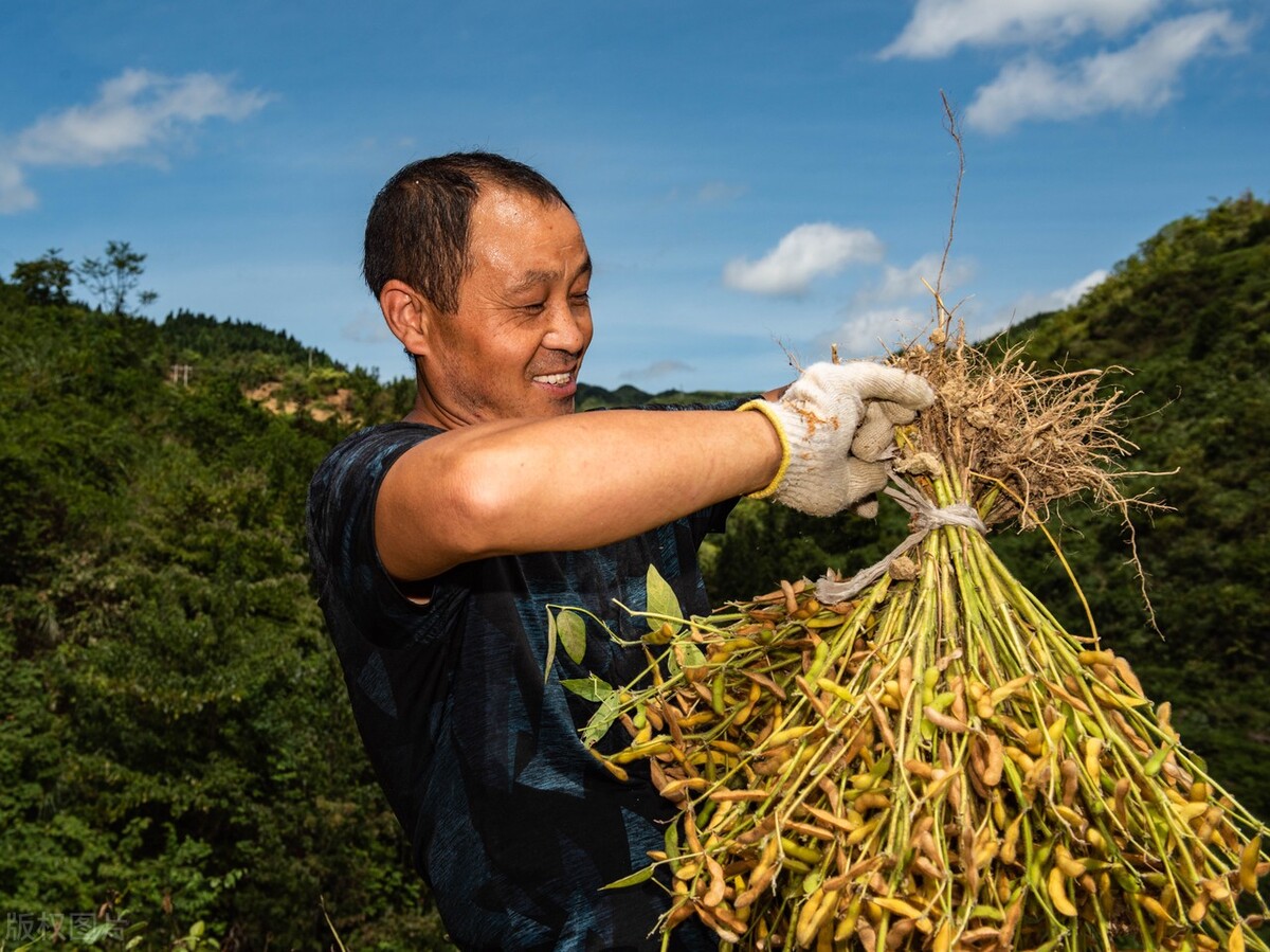 国内大豆和进口大豆价格,全中国大豆今日大豆价格