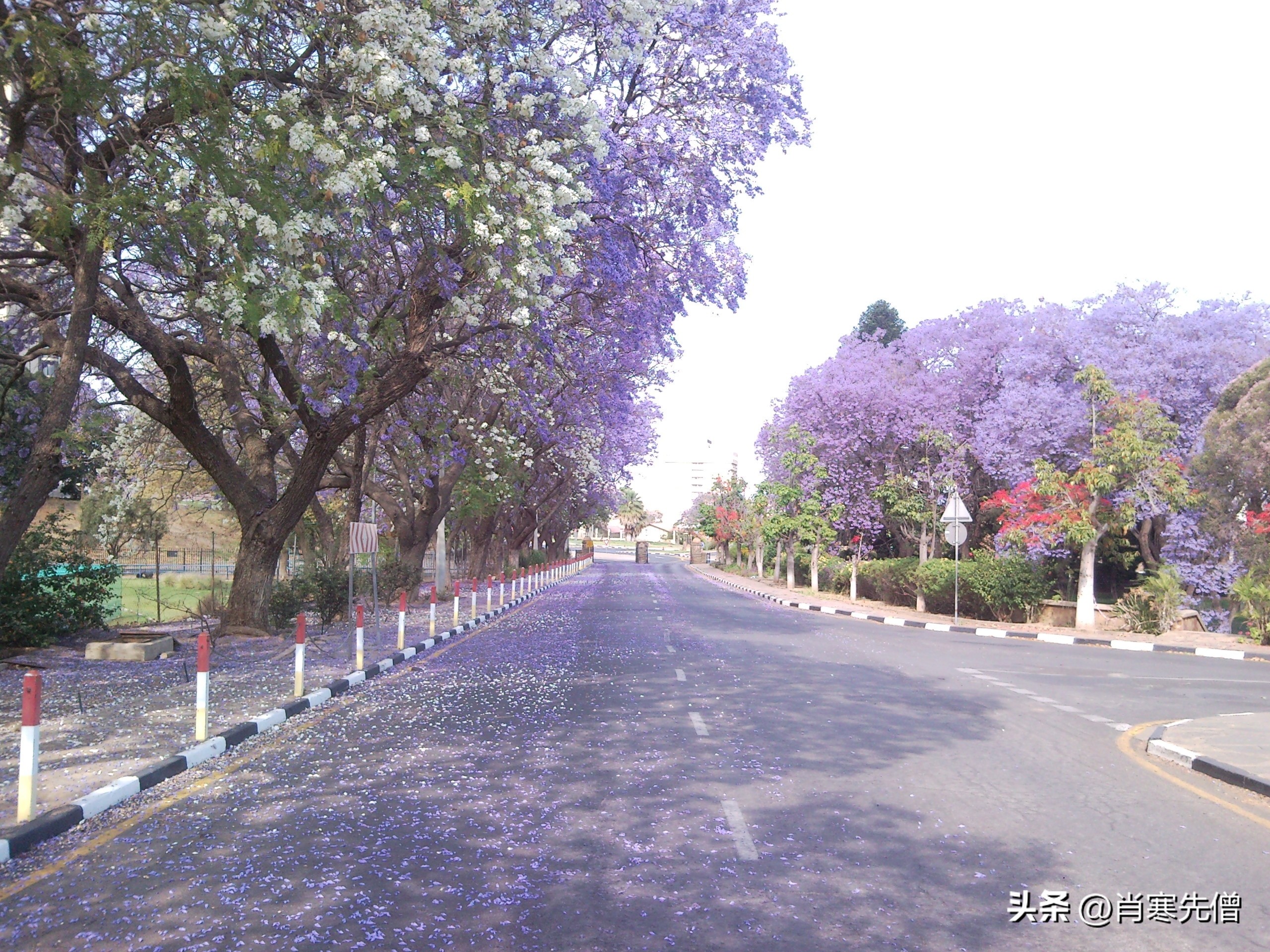 我,在非洲打拼16年,非洲老婆叫小花,买2000亩的庄园过躺平生活